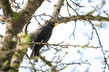 Amsel