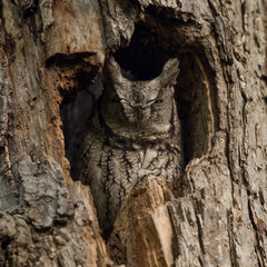 A Master of Disguise - Eastern Screech Owl camouflaged in a tree cavity