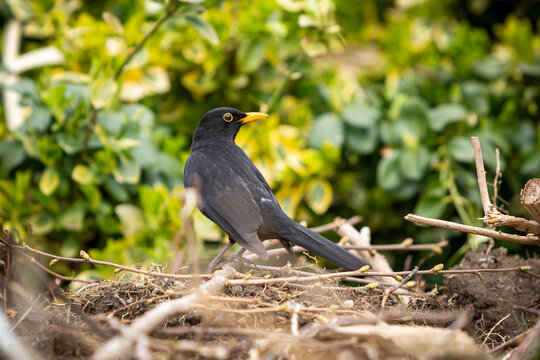 Amsel
