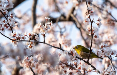 White eyes bird is tweeting on cherry blossom.