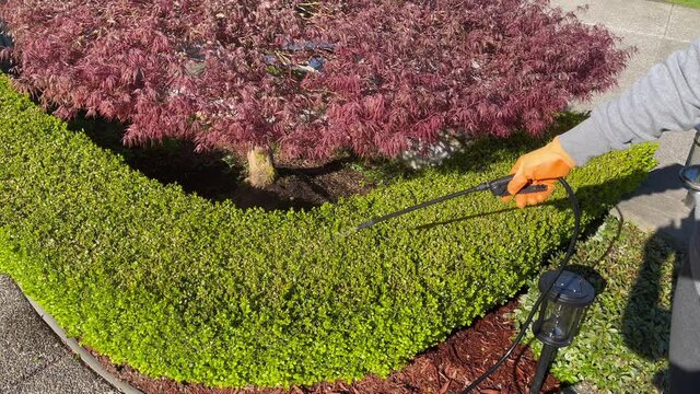 Gloved hand using sprayer chemicals on shrubs for fertilizing, insecticide and herbicide purposes