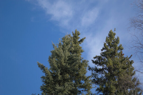 pine tree against sky