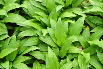 wild garlic texture green leaves foliage