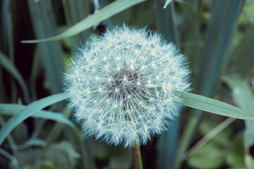 macro photography Taraxacum officinale dandelion