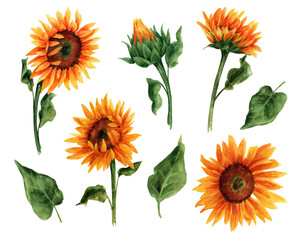 Watercolor clip art with sunflowers