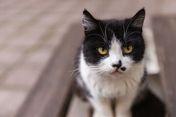 Street cat. A white and black cat with a black mustache. A cat named Hitler.