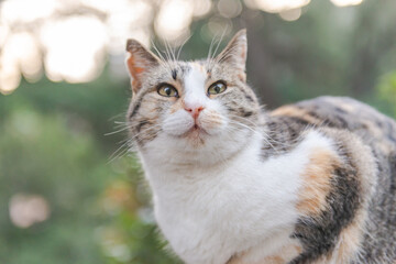 Naklejka premium Street cat. A cat with a white breast sits on the rocks. Multicolored cat high on drugs