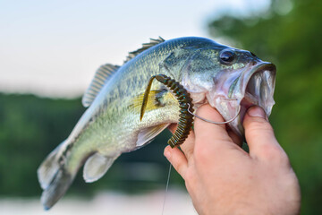 Holding nice summer catch, bass fishing in fresh water lake - obrazy, fototapety, plakaty