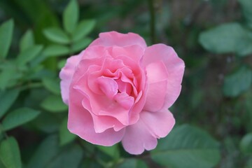 pink rose