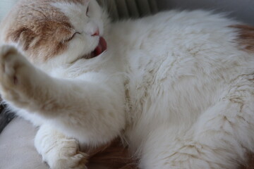 猫のグルーミング