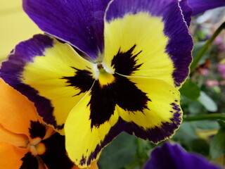 purple and yellow flower