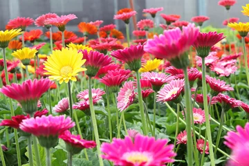 Selbstklebende Fototapeten Gerbera Closeup of multiple colorful gerbera plants flowering  © Amelia