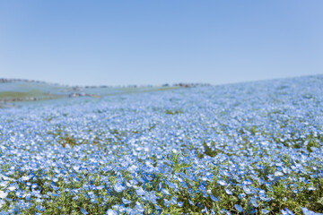 ひたち海浜公園のネモフィラ