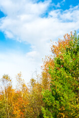 Yellow, orange and red leaves on background of sunny autumn sky. Autumn background, copy space, concept