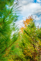 Obraz premium An Autumn scenery - the best fall colors, fall foliage at its peak -looking up through the trees - fall aesthetic.