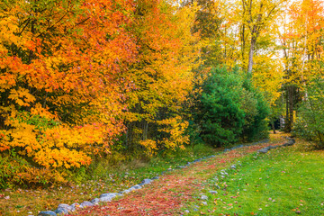 An Autumn scenery - the best fall colors, fall foliage at its peak along a pathway - fall aesthetic.