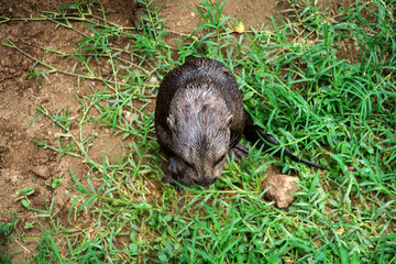 Cute otter general view, Uganda