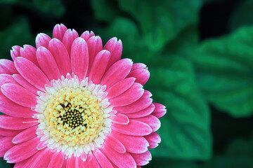 Closeup of a pink gerbera at the lower left hand corner