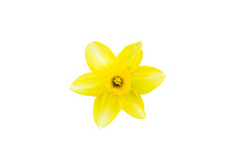 Fototapeta na wymiar A yellow daffodil flower on a white background