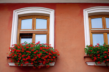 Fototapeta na wymiar Flowers at the window, lifestyle, Brasov