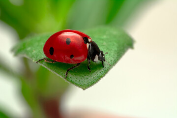 Extreme macro shots, Beautiful ladybug on flower leaf defocused background.