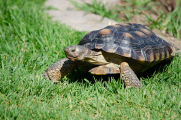 Desert Tortoise in Grass
