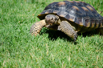 Desert Tortoise in Grass