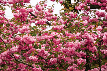 Sakura blooming branches. Big cherry tree flowers clusters. Pink bright petals.