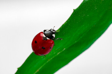 Extreme macro shots, Beautiful ladybug on flower leaf defocused background.