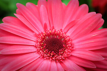 Macro of a pink gerbera at the lower center of the photo