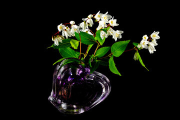 White flowers of in Deutzia crenata in a glass vase