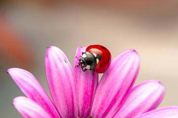 Extreme macro shots, Beautiful ladybug on flower leaf defocused background.