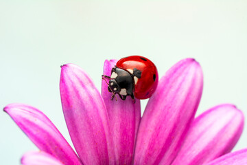 Extreme macro shots, Beautiful ladybug on flower leaf defocused background.