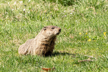 Groundhog in Meadow