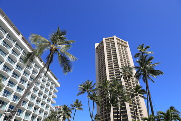 Fototapeta na wymiar Luxury Hotels and Palm Trees at Waikiki Beach, Hawaii 