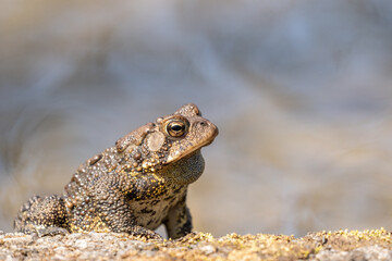 American Toad sitting on the Edge of Pond