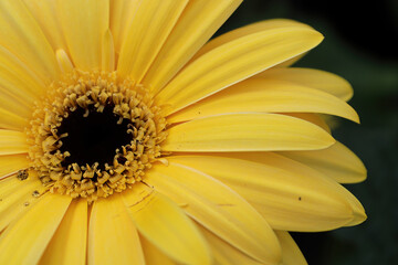 Macro of a yellow gerbera in the upper left hand corner
