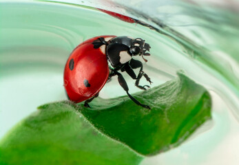 Extreme macro shots, Beautiful ladybug on flower leaf defocused background.