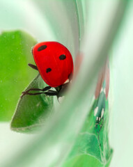 Extreme macro shots, Beautiful ladybug on flower leaf defocused background.