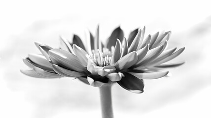 Side view of a black and white gerbera flower