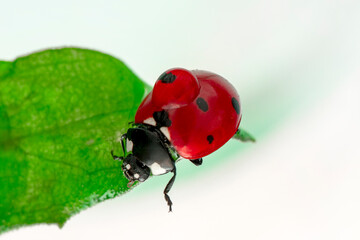 Extreme macro shots, Beautiful ladybug on flower leaf defocused background.