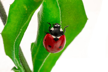 Extreme macro shots, Beautiful ladybug on flower leaf defocused background.