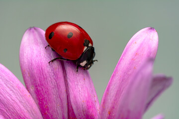 Extreme macro shots, Beautiful ladybug on flower leaf defocused background.