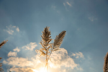 Wild Cane flower fields with sunlight (Saccharum spontaneum)