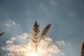 Wild Cane flower fields with sunlight (Saccharum spontaneum)