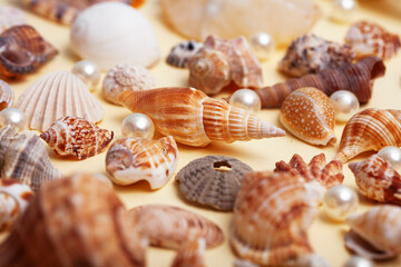 a lot of different empty sea shells on yellow background, macro details
