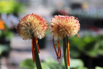 The seed tuft ball from a gerbera flower plant