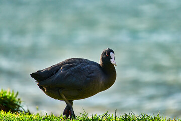 La folaga eurasiatica on the garda  lake, Fulica atra