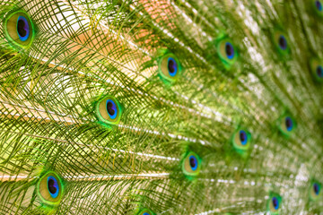 Obraz premium Multicolored green blue peacock feathers close-up. Background and texture of a peacock's tail. Warm cinematic filter. High quality photo
