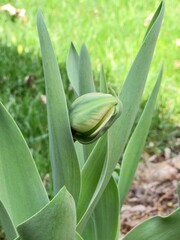 Tulip bud 